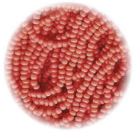 12/o Czech SEED BEADS - Opaque Coral