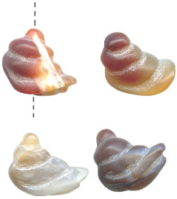 24mm to 28mm Natural Agate WHELK / SNAIL SHELL Bead